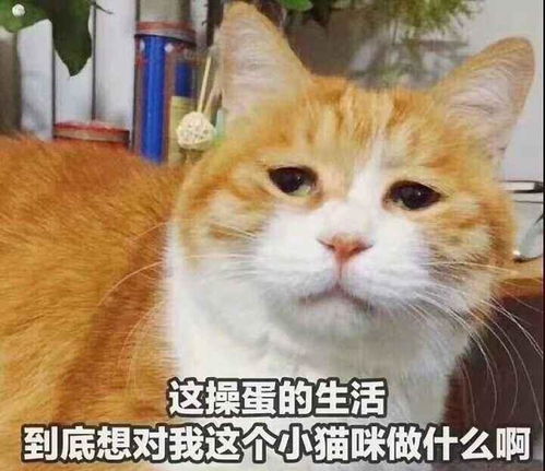 我来的表情包猫砂