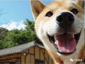  泪目16岁柴犬北登去世你的表情包里肯定有它