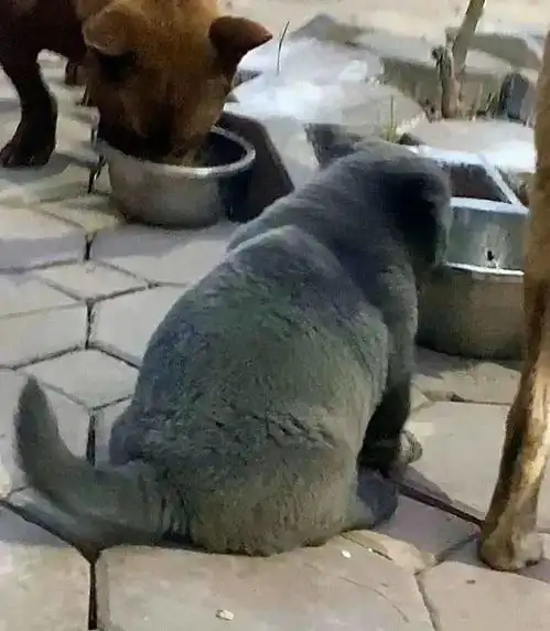  魔性新物种,数万网友猜测到底是猫还是狗
