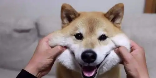  买回一只幼犬,不知道该如何训练它训练之前有几个要点你得知道