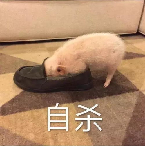  动图宇宙抖音10万点赞猪年壁纸表情包,外面有猪的别点