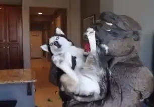  铲屎官装成猩猩吓唬哈士奇,二哈的反应没让人失望,它是真怂