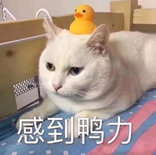  新宠表情包今天也要加油鸭你好棒棒鸭