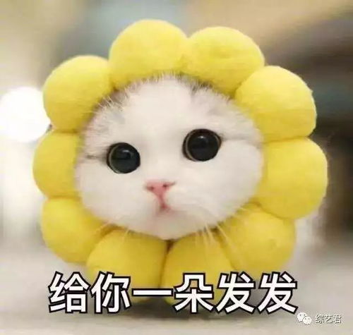 适合情侣用的亲密表情包