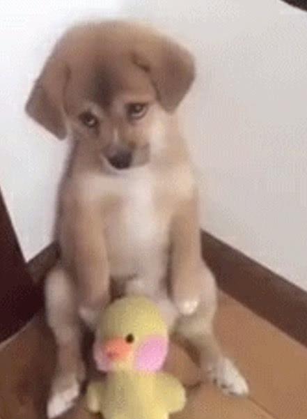 小黄鸭表情包gif图小鸭