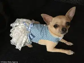  英国小姑娘给宠物狗买了1000套名牌衣服价值8万