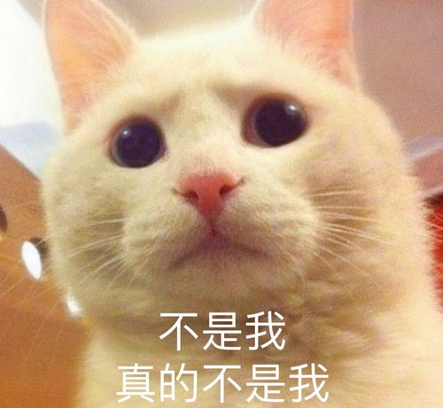  沙雕表情包l倒是爱蹭