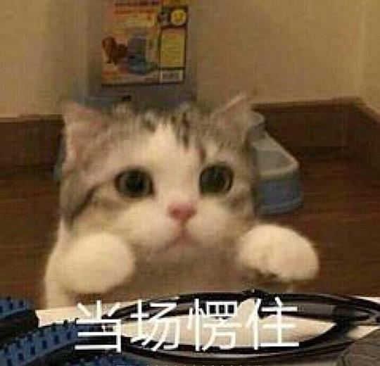  玫瑰沾白糖的相册天使猫猫的表情包