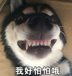  emmmm谁还有这只狗相关的表情包跪求谢谢撒