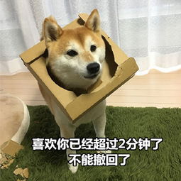  土味情话柴犬表情包