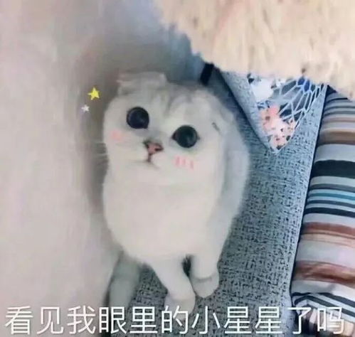  是可爱的表情包,谁还不是个仙女呢