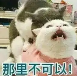  宠物表情包我今天要把你日的喵喵叫模你滴狗头