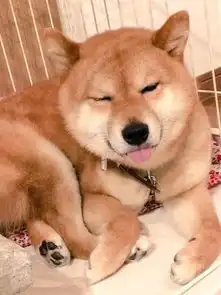  戏精柴犬的戏精人生,每个表情都是要搞事情