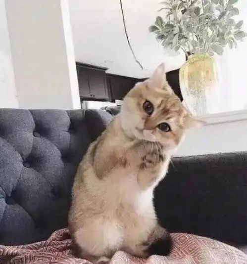  全心全意照顾别人家小孩的猫保姆,小猫不是亲妈胜似亲妈