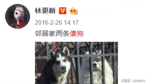  林更新发文求表情包,被翻出与笼中狗的灵魂姿势,刘昊然也躺中