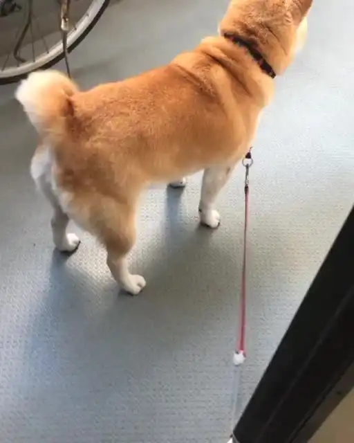柴犬斜眼表情包日本柴犬