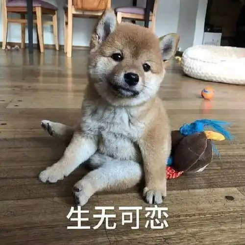  搞笑gif段子兄弟,别人来看猴,你是来走亲戚的