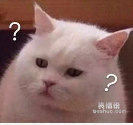 猫问号表情包最近很火
