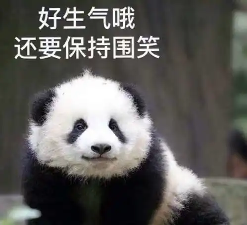 ghs动图的表情包网站熊