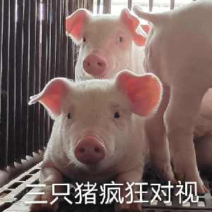 新的求偶步伐来了,再给我来包咪咪