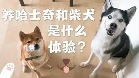  柯基吃瓜看二哈柴犬打架