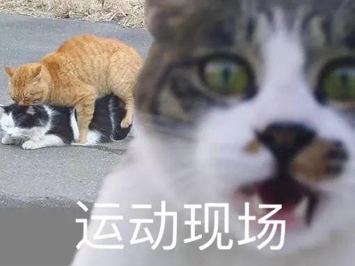  王守义说13香丨第202期喵表情