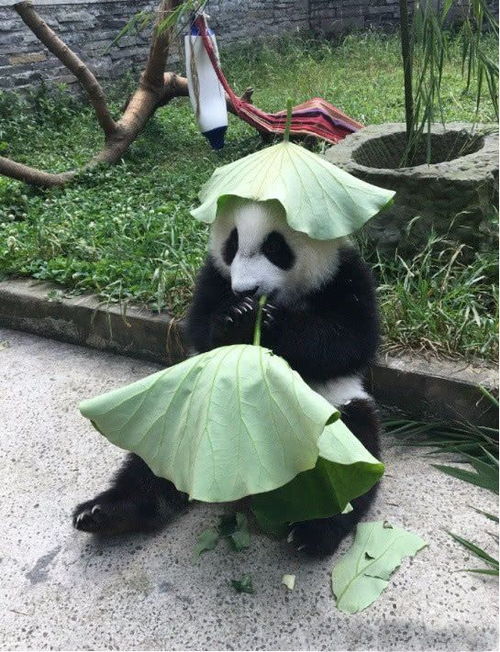  大熊猫为了防晒,自制绿帽子戴头上,接下来的一幕让人笑喷