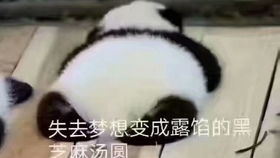 最近很火的表情包熊猫鸭