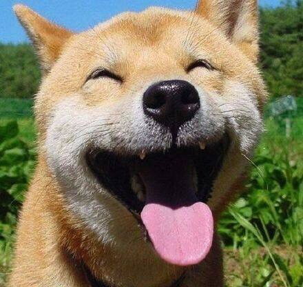 灰柴犬贱萌表情包