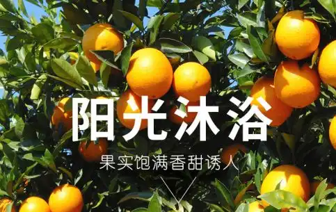 预告一碰就爆浆,入口即化q嫩细滑,火遍全国的赣南脐橙,现摘现发毛衣大衣有救了韩国原装进口粘毛器,可随身携带哦橙子