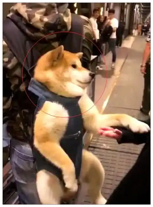  男子背着柴犬逛夜景,遇到美女,狗子的表情瞬间让路人笑喷
