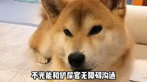 柴犬小铁,靠会讲中英文涨粉80万,多亏铲屎官给它包的饺子  柴犬小铁,靠会讲中英文涨粉80万,多亏铲屎官给它包的饺子
