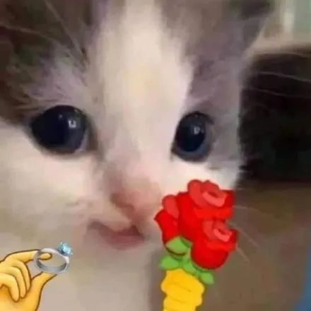  猫咪头拿花表情包合集