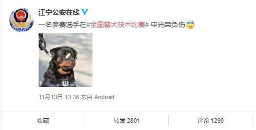  警犬贴了创可贴走红,表情包都出了网友这是男子汉的勋章