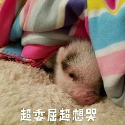 嗯哼一人之力带火亲爸亲妈,黄圣依想copy这条路却被她抢了风头