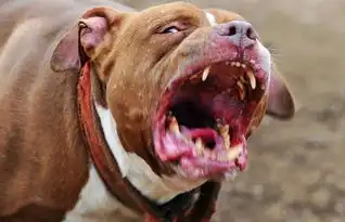  喜欢猛犬的老铁们猛戳进来