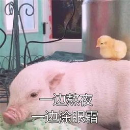  保温杯里泡枸杞首先得有一款实力与外貌并存的保温杯呀