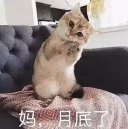谁说吸猫毁一生,养猫穷三代不存在的  谁说吸猫毁一生,养猫穷三代不存在的