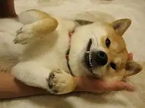  我的表情包去世了