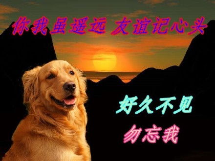 未响应表情包狗狗