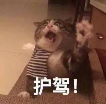  瑶瑶爆料丨新坐骑是又粗又长的大萝卜原来嫦娥平时就是骑这个出行的吗