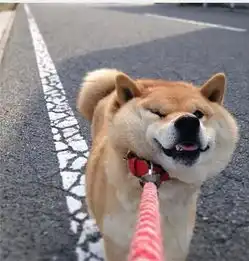  马嘉祺柴犬包马嘉祺与柴犬手袋温情合影展现纯真魅力