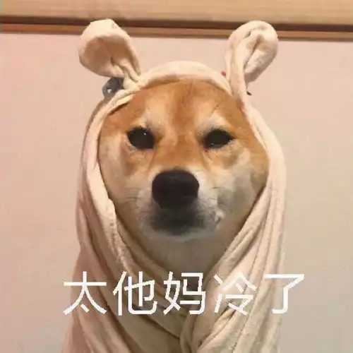 安全帽图片表情包柴犬