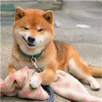  柴犬表情包头像微信头像图片大全