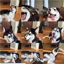 网通社汽车潍坊郑州日产 网通社汽车潍坊郑州日产