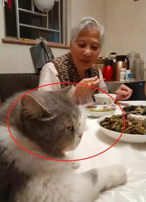  主人一家子吃饭,猫咪一脸的不爽表情笑喷了铲屎的,我的碗筷呢