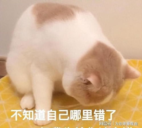 搞笑道歉表情表情