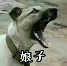 马宝国闪电五连鞭表情包