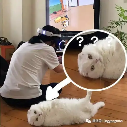 kino猫表情包徐楠