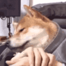  可爱猫狗萌宠表情包